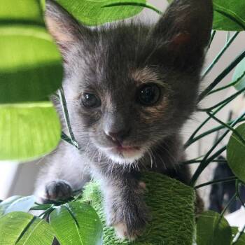 Sunshine -  Domestic Short Hair Cat for Adoption in Los Angeles, California - Sunshine | PetCurious