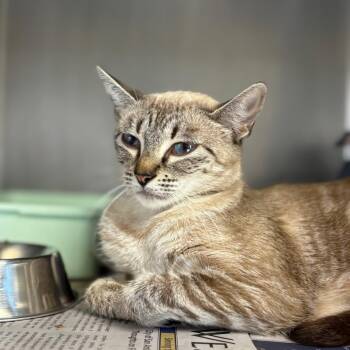 Ginger Ale -  Domestic Short Hair Cat for Adoption in San Antonio, Texas - Ginger Ale | PetCurious