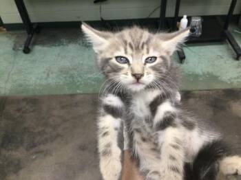 Rescue Domestic Short Hair Cats for Adoption in Thousand Palms, California - PEPSI | PetCurious