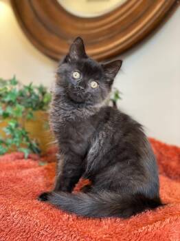 Domestic Long Hair and Tabby Cats Available for Adoption in Taylor, Michigan - Azriel | PetCurious