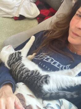 Rescue Domestic Short Hair Cats for Adoption in Vails Gate, New York - Curt | PetCurious