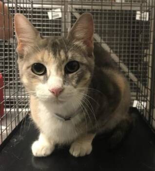 A429955 -  Domestic Short Hair Cat for Adoption in Conroe, Texas - A429955 | PetCurious