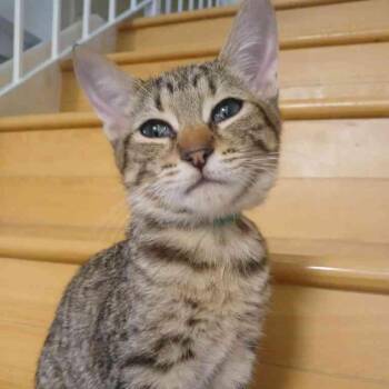 Rocky -  Domestic Short Hair Cat for Adoption in Vallejo, California - Rocky | PetCurious
