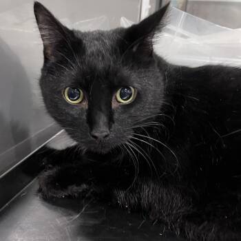 Domestic Short Hair Cats Available for Adoption in Washburn, Missouri - Raz | PetCurious