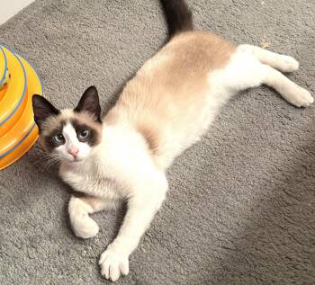 Siamese and Domestic Short Hair Cats Available for Adoption - Dash (and I Am Dashing!) | PetCurious