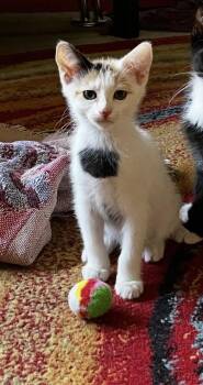 Honey -  Domestic Short Hair Cat for Adoption in Scottsdale, Arizona - Honey | PetCurious