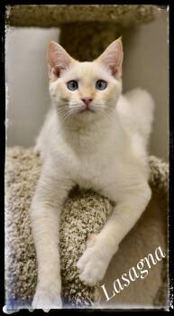 Lasagna -  Siamese Cat for Adoption in El Cajon, California - Lasagna | PetCurious