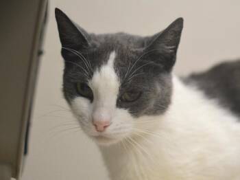 Sweet Pea -  Domestic Short Hair Cat for Adoption in Portland, Oregon - Sweet Pea | PetCurious