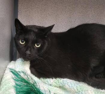 Mitchell -  Domestic Short Hair Cat for Adoption in Canon City, Colorado - Mitchell | PetCurious