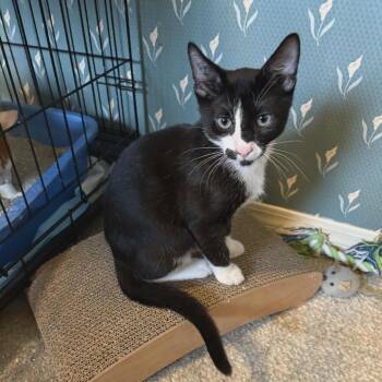 Rescue Domestic Short Hair Cats for Adoption in Abbotsford, British Columbia - Camillo | PetCurious