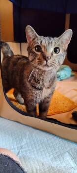 Domestic Short Hair Cats Available for Adoption - Polly Pocket | PetCurious