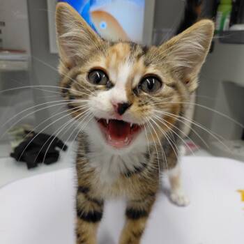 CSAS-Stray-891 -  Domestic Short Hair Cat for Adoption in Springtown, Texas - CSAS-Stray-891 | PetCurious