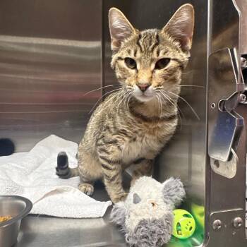 Domestic Short Hair Cats Available for Adoption - Baby Boy | PetCurious