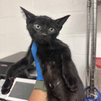 Domestic Short Hair Cats Available for Adoption in Edinburg, Texas - Crocadilly | PetCurious
