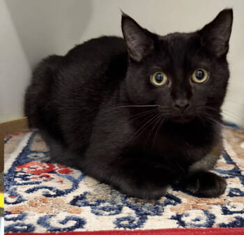 Rescue Domestic Short Hair Cats for Adoption in Voorhees Township, New Jersey - Puff | PetCurious