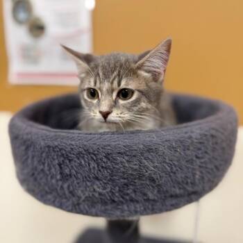 JoJo 53977 -  Domestic Short Hair Cat for Adoption in Las Vegas, Nevada - JoJo 53977 | PetCurious