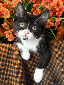(IG) 5/31/26 Fiona -  Domestic Short Hair Cat for Adoption in Stillwater, Oklahoma - (IG) 5/31/26 Fiona | PetCurious