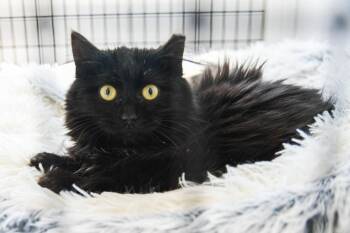 Beatrix -  Domestic Medium Hair Cat for Adoption in Trenton, New Jersey - Beatrix | PetCurious