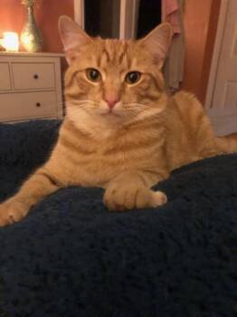 Rescue Tabby and Domestic Short Hair Cats for Adoption in Locust Grove, Virginia - Jack 6255 | PetCurious