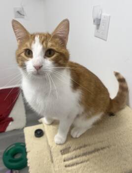 Domestic Short Hair Cats Available for Adoption in Irondequoit, New York - Luca | PetCurious