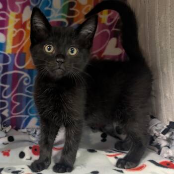 Tyrion -  Domestic Short Hair Cat Available for Adoption - Tyrion | PetCurious