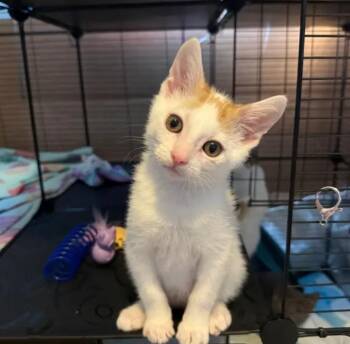 Budgie -  Domestic Short Hair Cat for Adoption in Reeseville, Wisconsin - Budgie | PetCurious