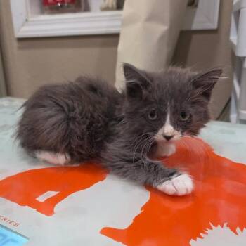 Specter (Ghost Litter) -  Domestic Long Hair and Domestic Short Hair Cat for Adoption in TIMBERCRK CYN, Texas - Specter (Ghost Litter) | PetCurious