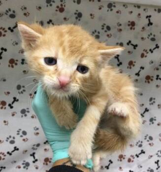 EDWARD -  Domestic Short Hair Cat for Adoption in Riverside, California - EDWARD | PetCurious