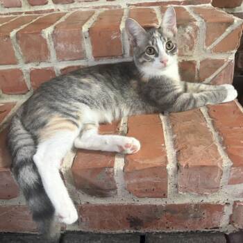 Betty Draper -  Domestic Short Hair Cat for Adoption in Houston, Texas - Betty Draper | PetCurious