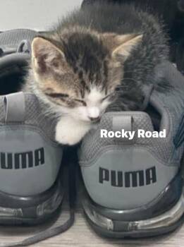 Rescue Domestic Short Hair Cats for Adoption in Washington Township, New Jersey - Rocky Road | PetCurious