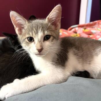 Porter -  Domestic Short Hair Cat for Adoption in Michigan City, Indiana - Porter | PetCurious