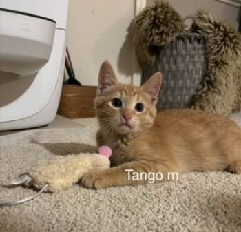 Rescue Domestic Short Hair Cats for Adoption in Bend, Oregon - Tango | PetCurious