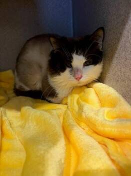 Domestic Short Hair Cats Available for Adoption - Fendi | PetCurious