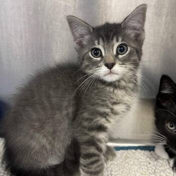 Nugget -  Domestic Short Hair Cat Available for Adoption in Asheville, North Carolina - Nugget | PetCurious