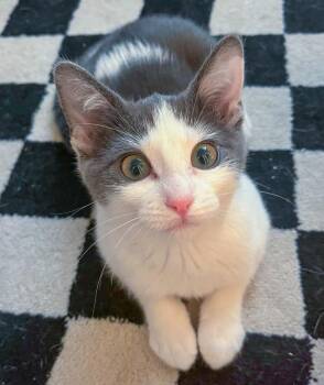 Bell -  Domestic Short Hair Cat Available for Adoption in Elmwood Park, New Jersey - Bell | PetCurious