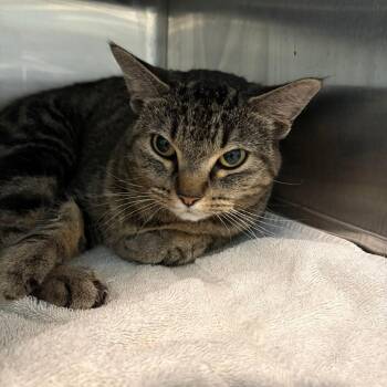 Noodle -  Domestic Short Hair Cat for Adoption in West Des Moines, Iowa - Noodle | PetCurious