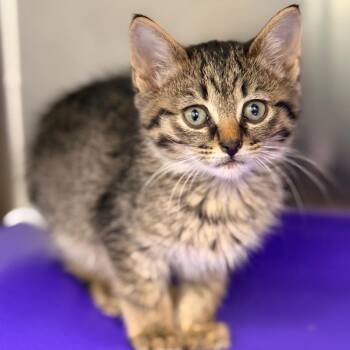 Ron -  Domestic Short Hair Cat for Adoption in Cumming, Georgia - Ron | PetCurious