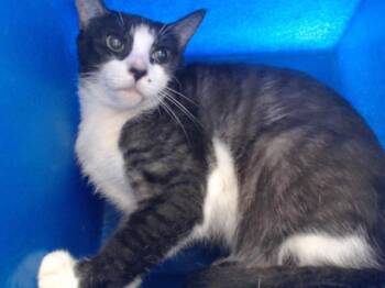 CUDDLES -  Domestic Short Hair Cat for Adoption in Orlando, Florida - CUDDLES | PetCurious