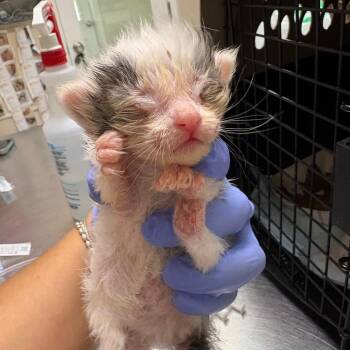 Providence -  Domestic Short Hair Cat for Adoption in Kanab, Utah - Providence | PetCurious