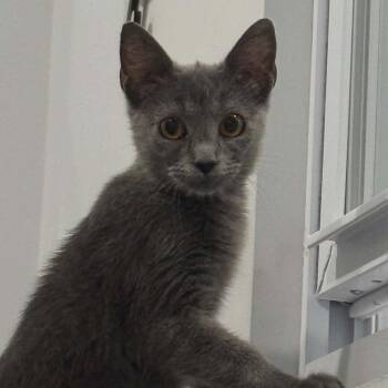 Georgia -  American Shorthair Cat for Adoption in Bethel, Connecticut - Georgia | PetCurious