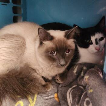Snow White -  Domestic Short Hair Cat for Adoption in Brockton, Massachusetts - Snow White | PetCurious