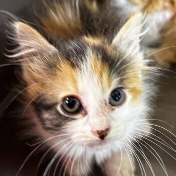 Callie Briggs -  Domestic Long Hair Cat for Adoption in Leander, Texas - Callie Briggs | PetCurious