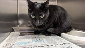 Domestic Short Hair Cats Available for Adoption in Wichita, Kansas - Nena | PetCurious