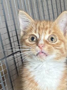 Rescue Domestic Short Hair Cats for Adoption in Cloquet, Minnesota - Robert | PetCurious