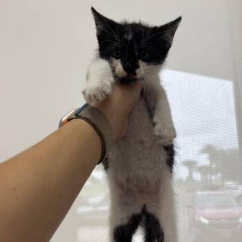 Bandit -  Domestic Short Hair Cat for Adoption in Corpus Christi, Texas - Bandit | PetCurious
