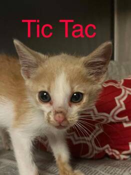 Tic Tac -  Domestic Short Hair Cat for Adoption in Princeton, Indiana - Tic Tac | PetCurious