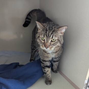 Buddy Boop -  Domestic Short Hair Cat for Adoption in Morden, Manitoba - Buddy Boop | PetCurious