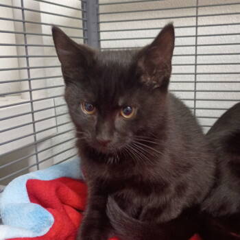 Rescue Domestic Short Hair Cats for Adoption in Dallas, Texas - Salem | PetCurious