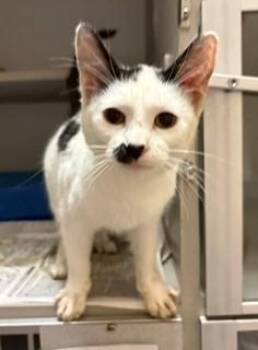 Talula -  Domestic Short Hair Cat for Adoption in Mason City, Iowa - Talula | PetCurious