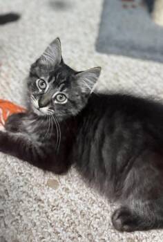 Comet -  Domestic Medium Hair Cat for Adoption in Glocester, Rhode Island - Comet | PetCurious